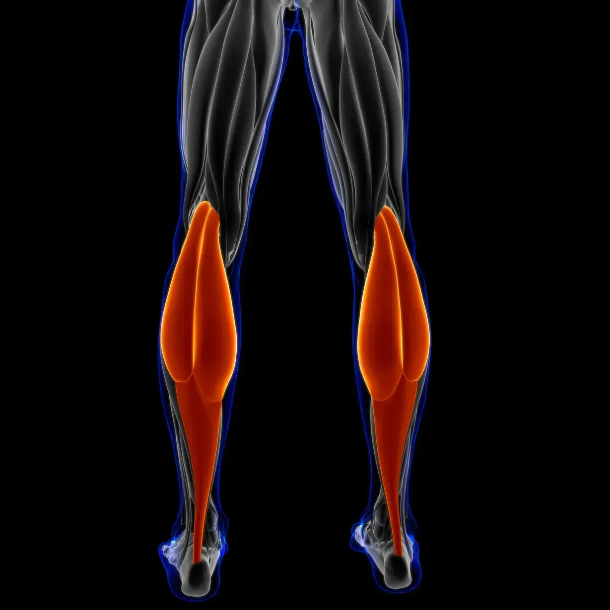 gastrocnemius
