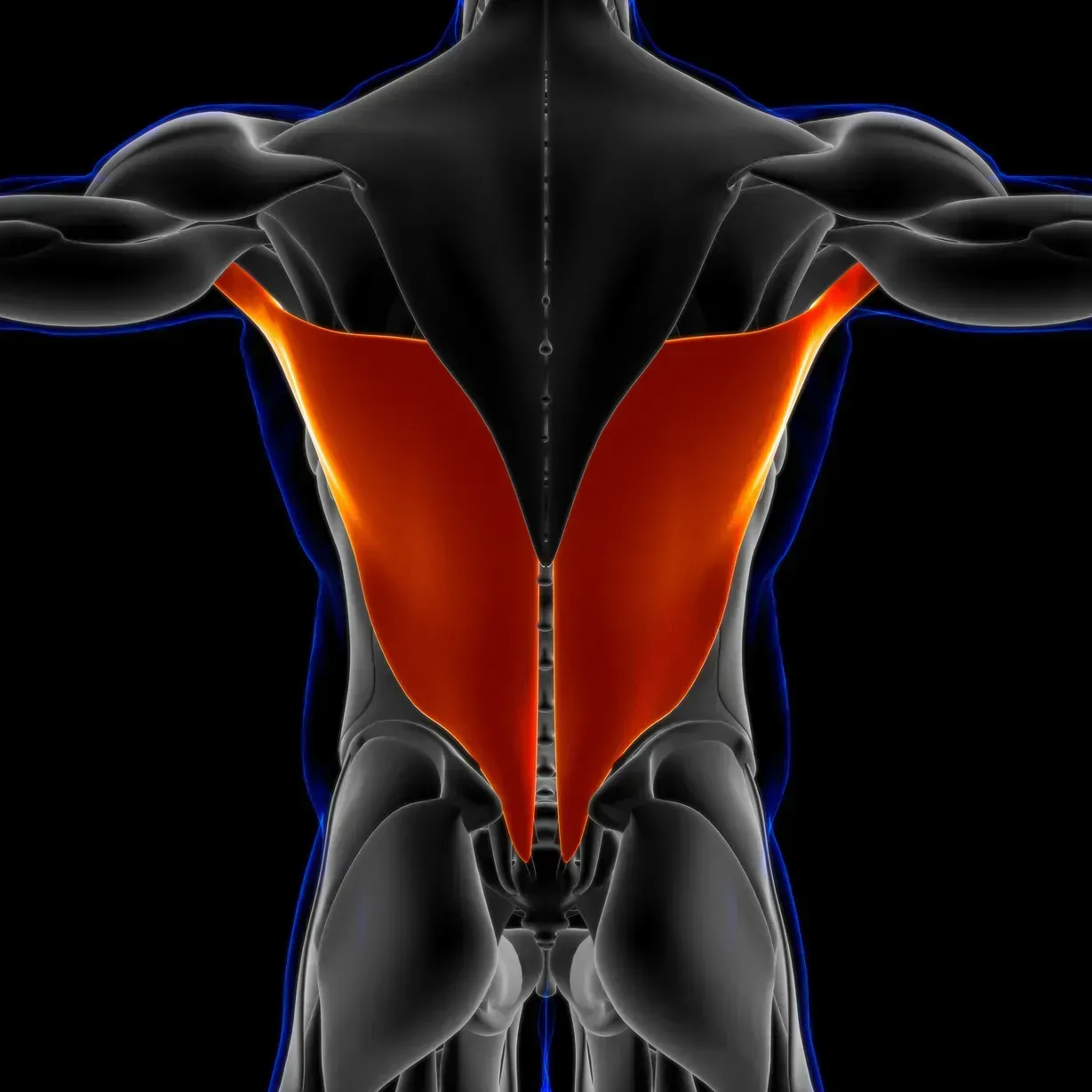latissimus dorsi