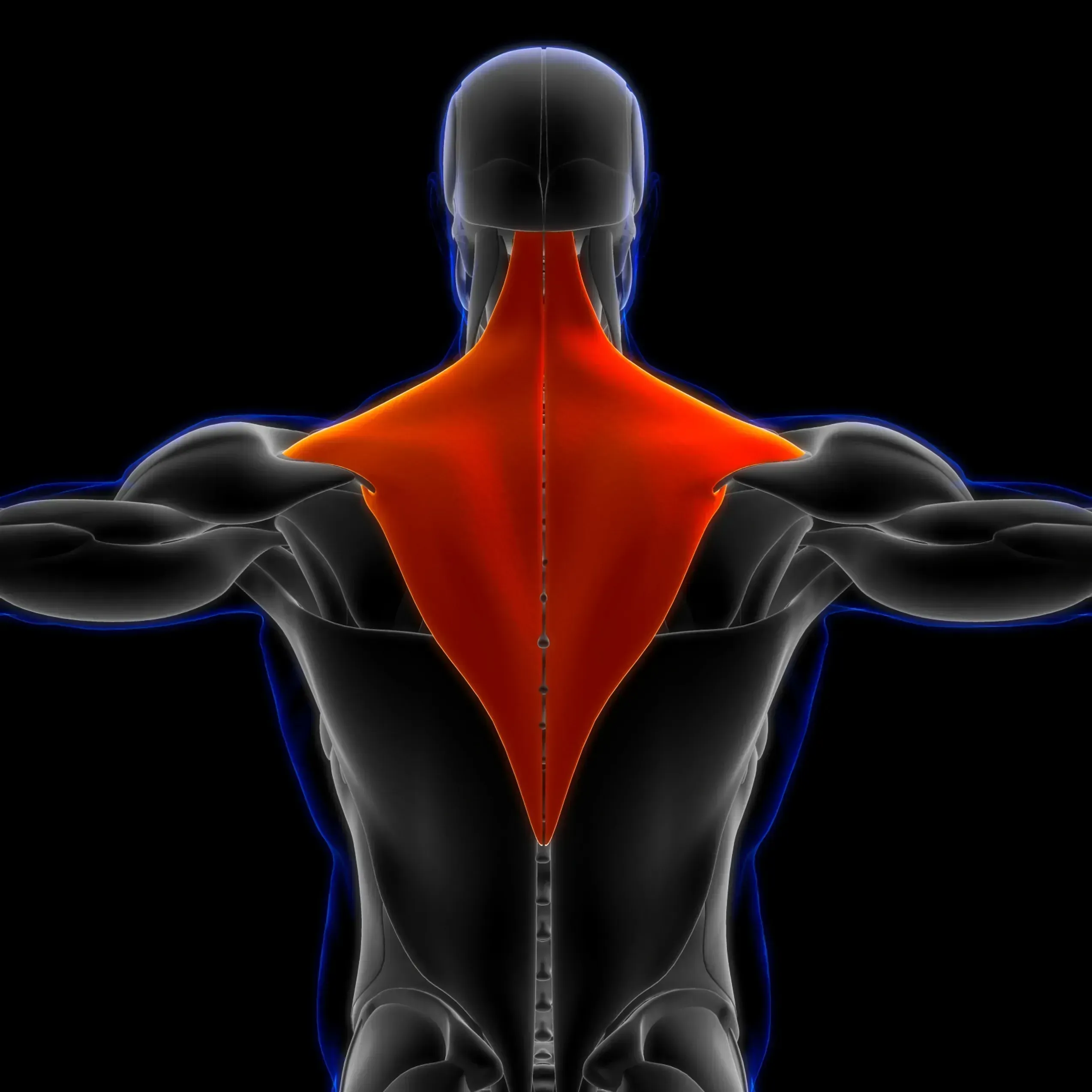 trapezius